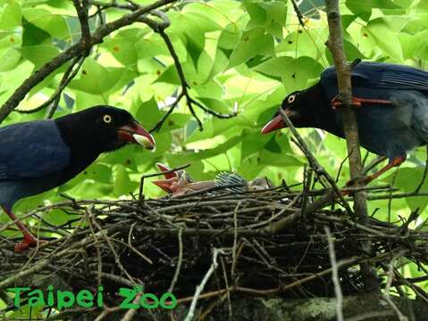 動物園裡有穩定的臺灣藍鵲族群（詹德川攝）