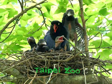 臺灣藍鵲在育幼期間護巢行為非常明顯，會攻擊在巢位附近活動的其他動物（詹德川攝）