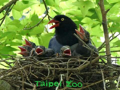 臺灣藍鵲繁殖季節時非常兇悍，成鳥時常會在鳥巢附近的樹梢「盯哨」（詹德川攝）