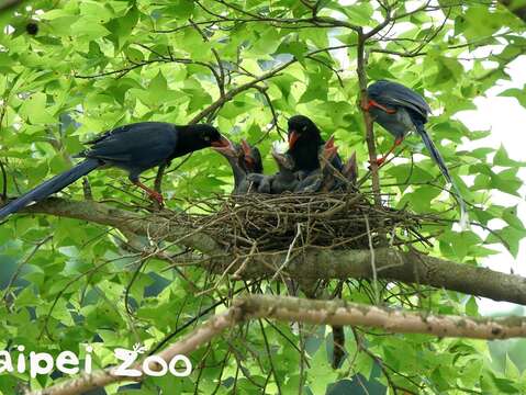 親鳥育雛時，前幾窩未到繁殖年齡的哥哥姐姐，也會幫助照顧弟妹（詹德川攝）