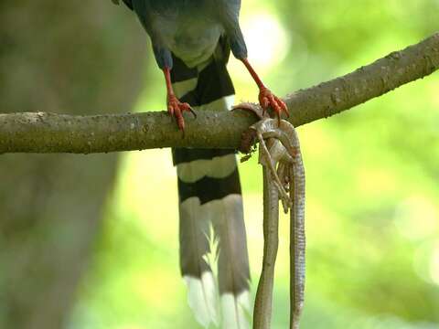 雜食性的藍鵲會用漿果、昆蟲、蛇、蛙和老鼠等餵食幼鳥（詹德川攝）