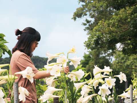 民眾佇足欣賞花海美景