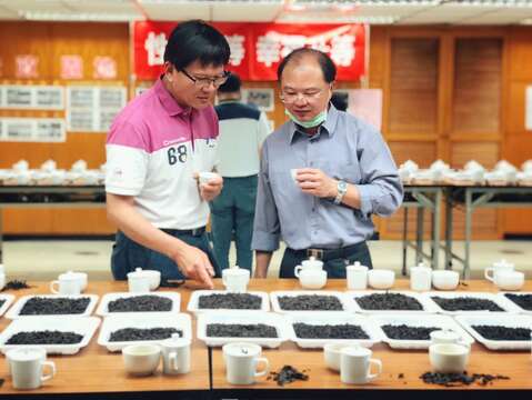 春季優良鐵觀音茶比賽評審