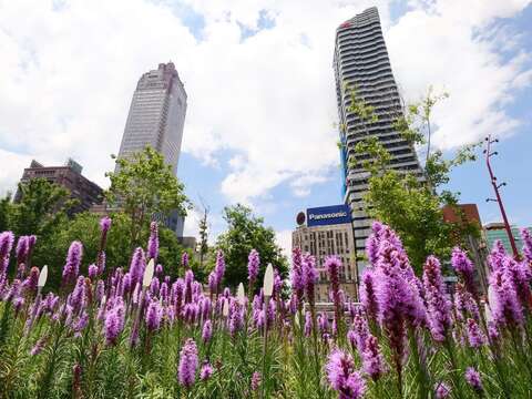 紫色麒麟菊與建築相輝映