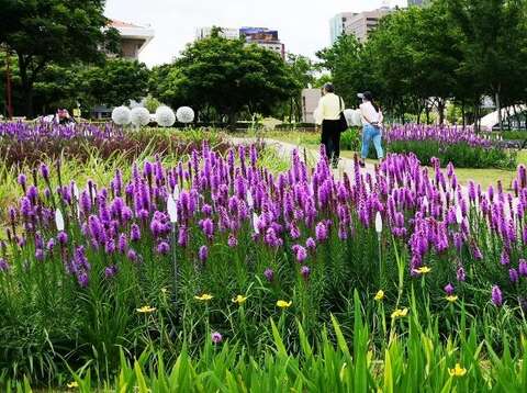 不同質感、色彩、高度植栽營造多層次視覺效果