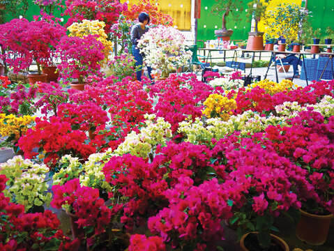 台北の花市では種類の異なる花が販売されているので、植物がお好きな方には最適な場所です。(写真/Taiwan Scene)