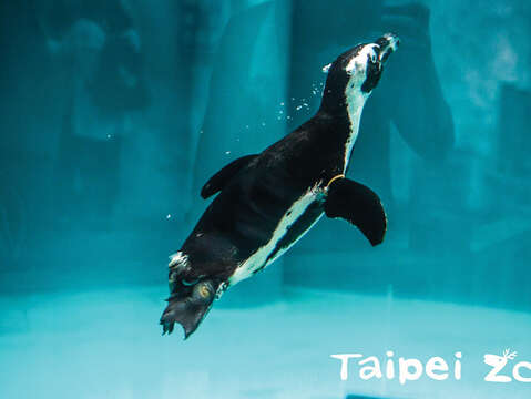 The Taipei Zoo boasts creatures from all over the world. It’s a must-visit for curious animal lovers! (Photo/Taipei Zoo)