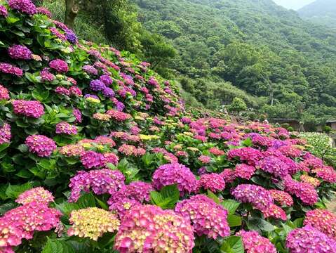 色彩繽紛的繡球花海
