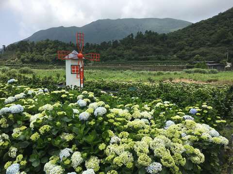 或白或青的繡球花