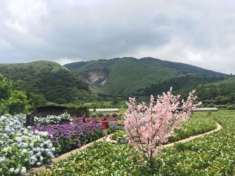 花海中眺望小油坑