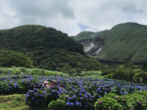 紫色繡球花與小油坑相互輝映