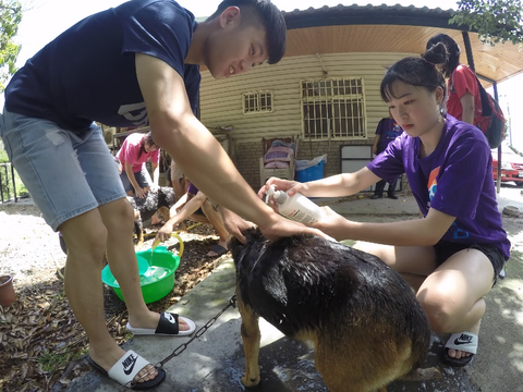 壯遊團隊「楓城班聯」至臺東，為當地的流浪狗洗澡。