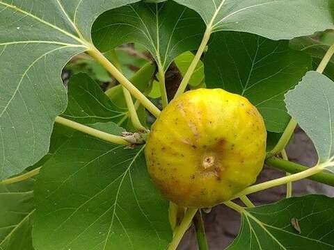 圖1無花果因外觀只見果、不見花的特性，故有此名。