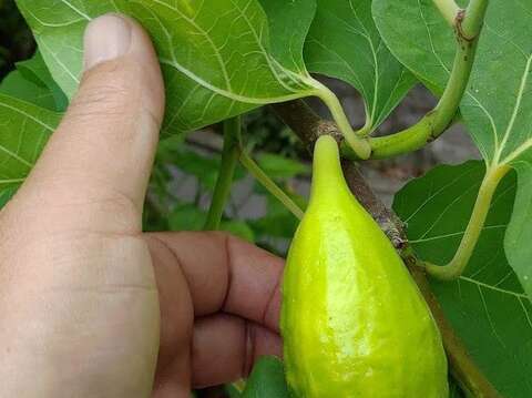 圖2無花果果實梨形或卵形，成熟紫色或黃色，直徑3~5cm。