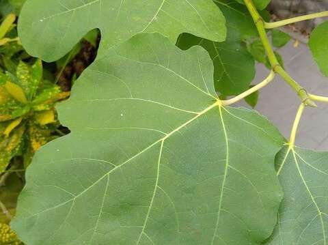 圖3無花果葉互生心形、卵形或圓形葉片，葉有掌狀淺裂或深裂。