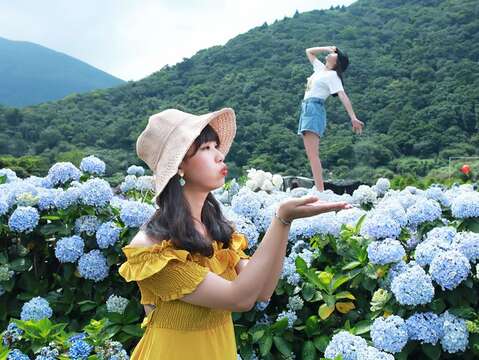 財福海芋園