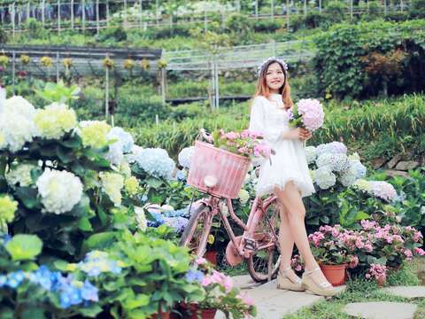 曹家花田香--單騎走天涯