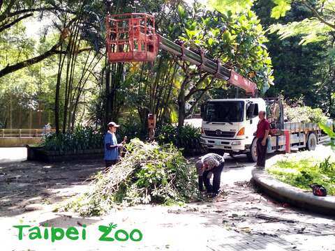 為加速工程進行，工作人員特別出動了多臺電鋸，搭配吊車及大卡車等重量級的機具協助