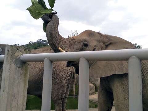 動物園植栽全面體檢 草食動物加菜超開心
