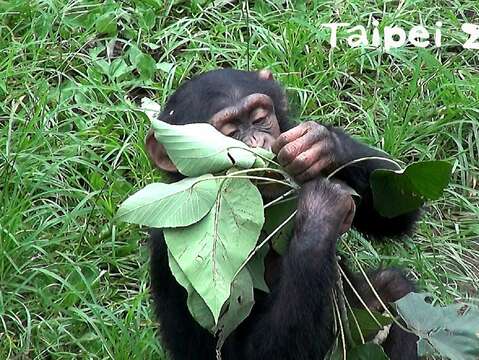 黑猩猩享用樹葉點心