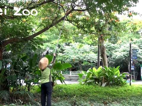 鋸樹聲伴隨著枝葉落地的沙沙聲響，為暫時沒有遊客造訪的園區，增添了一股忙碌的氛圍