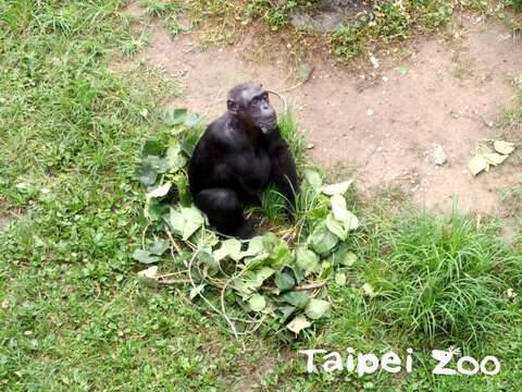 聰明的黑猩猩用修剪下來的枝葉，為自己舖了一個舒服的坐墊