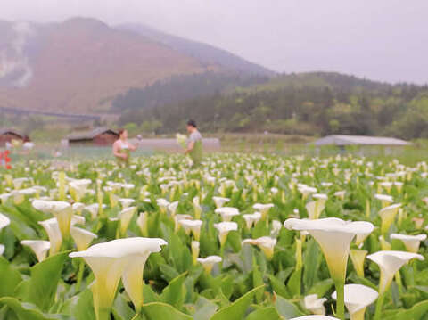 2020竹子湖海芋季 & 繡球花季