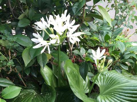假玉簪花梗抽出後才長葉子，清雅素白花朵帶有淡淡的清香，葉子的形狀像個圓潤的愛心。