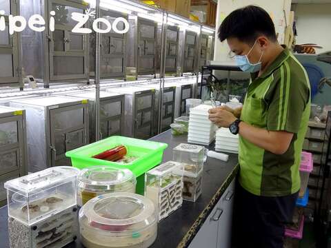 動物園有「蟻人」出沒？