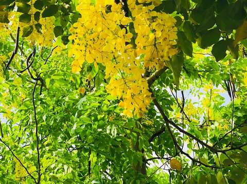 一串串黃花垂掛爭
