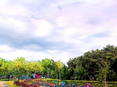 美崙公園阿勃勒金黃花海
