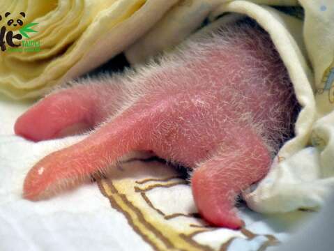 新生大貓熊寶寶粉嫩嫩的小尾巴（6月29日，出生第2天）