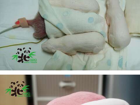 用矽膠做的大貓熊娃娃「平平」、「安安」壓住紗布，感覺就像被抱在媽媽的懷裡一樣