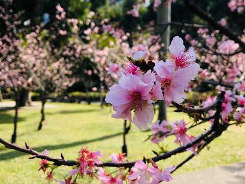 圖二_本次贈送櫻花種類-河津櫻