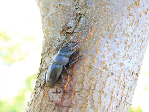 30來一趟田心仔公園自行車道可觀察到豐富的自然生態-鍬形蟲吸食著樹幹的汁液