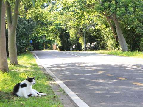18炎炎夏日，黑白花紋的家貓在樹下悠閒乘涼，好奇地看著來往的遊客