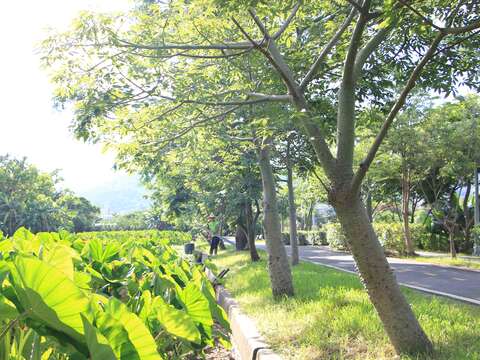 12路旁的芋頭田具有鄉村風味