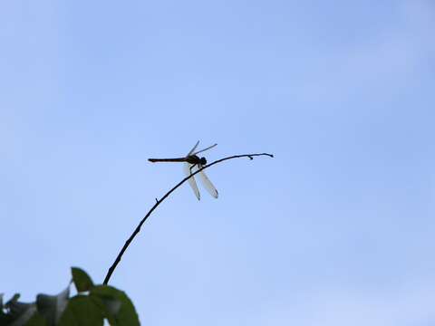 33來一趟田心仔公園自行車道可觀察到豐富的自然生態-停留在樹梢的蜻蜓