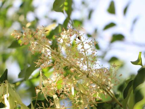 27光臘樹為圓錐狀花序，果實為翅果，黃白色的花，現在正是開花期