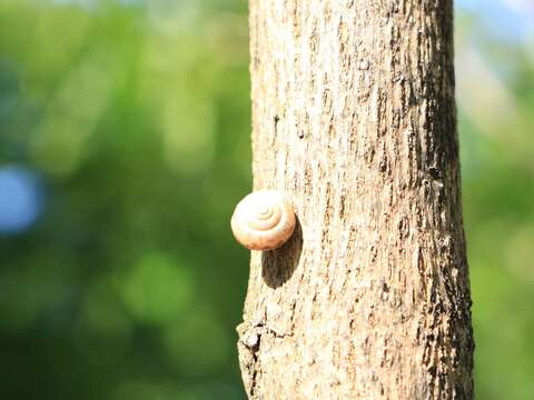 32來一趟田心仔公園自行車道可觀察到豐富的自然生態-歇息在樹幹上的小蝸牛