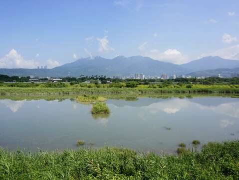 社子島濕地以濕地營造生態導覽為主題