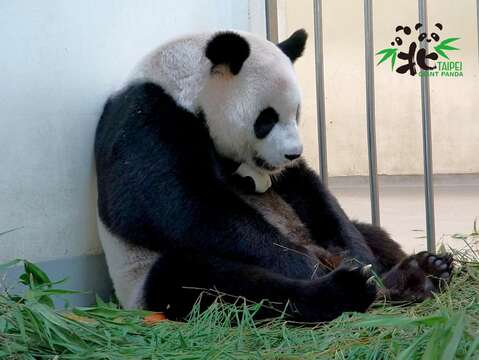 「圓圓」超睏，累到用下巴固定仿仔，偷瞇一下也好！