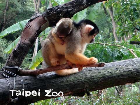 動物園喜事不斷~黑冠松鼠猴添子