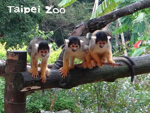 黑冠松鼠猴是原本分布於亞馬遜河流域上游集水區的小型靈長類