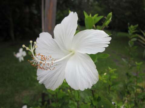 白花扶桑