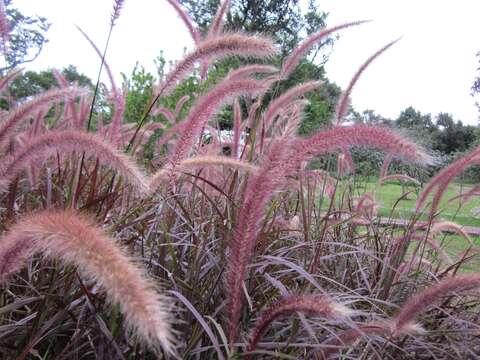 紅葉狼尾草花序