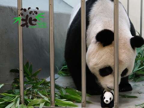 「圓圓」已經慢慢找回以前當媽媽的感覺了