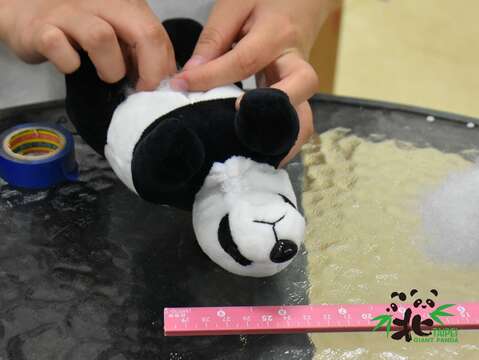 保育員會根據「二寶」的真實體重變化，放入滅菌過後的園藝碎石來增重