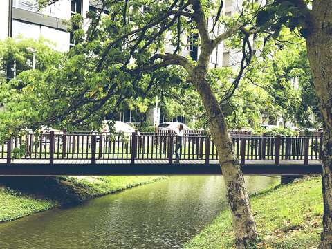 木棧道鋼橋旁的樹形微彎剛好形成一個半圓在橋上方，搭配橋下綠水讓人恍如置身歐洲小河風景的錯覺