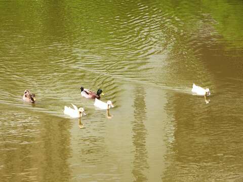 池內有許多不同種類的鴨子一同生活，悠游水上。